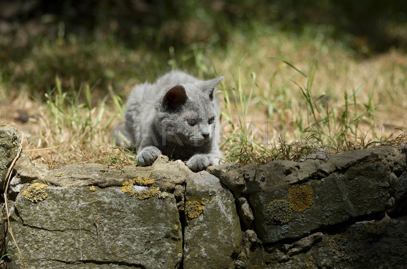 BRITISH SHORTHAIR C030.jpg